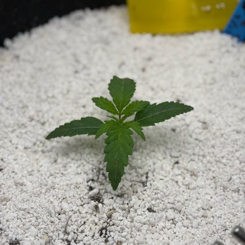 Mephisto Double Grape growlog timeline photo