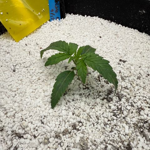 Mephisto Double Grape growlog photo: Day 12