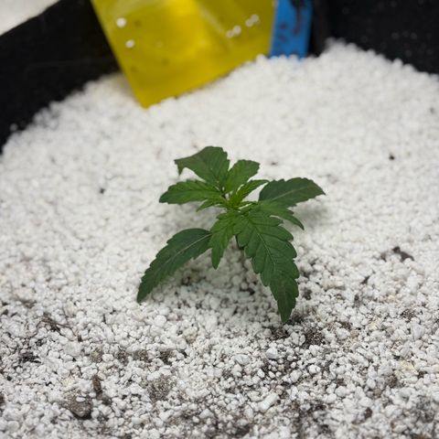 Mephisto Double Grape growlog photo: Day 12