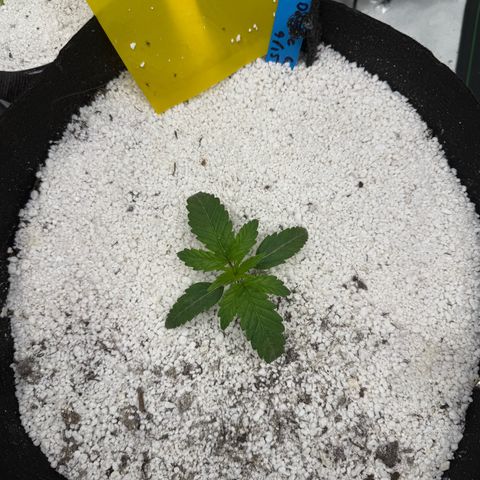 Mephisto Double Grape growlog photo: Day 12
