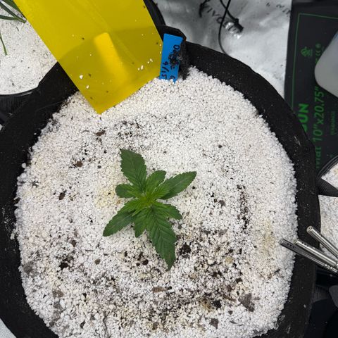 Mephisto Double Grape growlog photo: Day 13