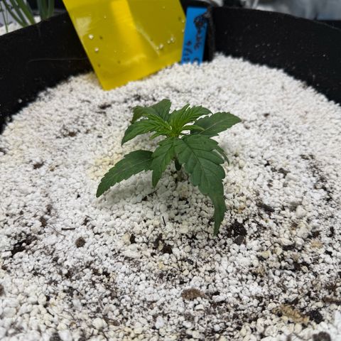 Mephisto Double Grape growlog photo: Day 13