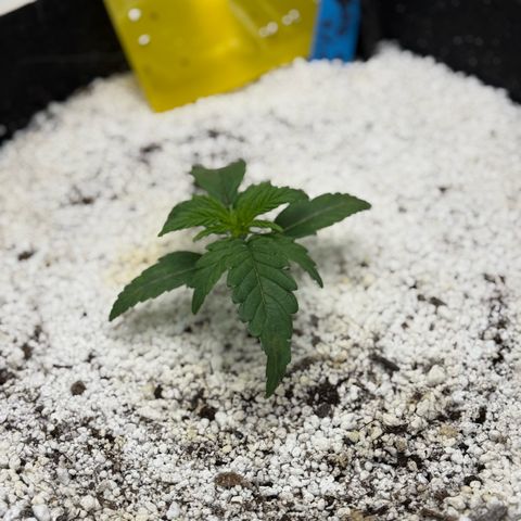 Mephisto Double Grape growlog photo: Day 13