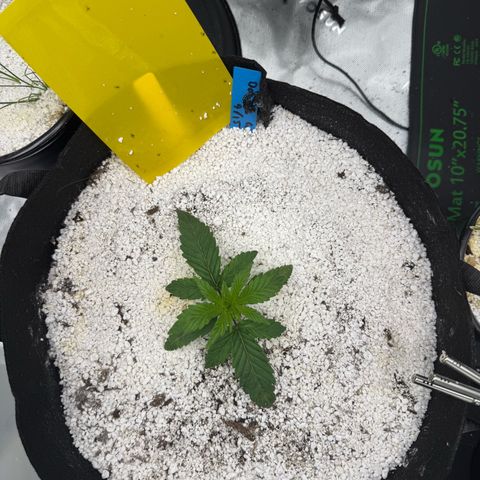 Mephisto Double Grape growlog photo: Two Weeks!