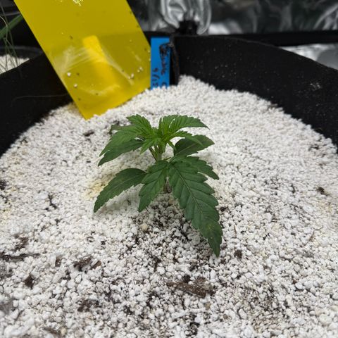 Mephisto Double Grape growlog photo: Two Weeks!
