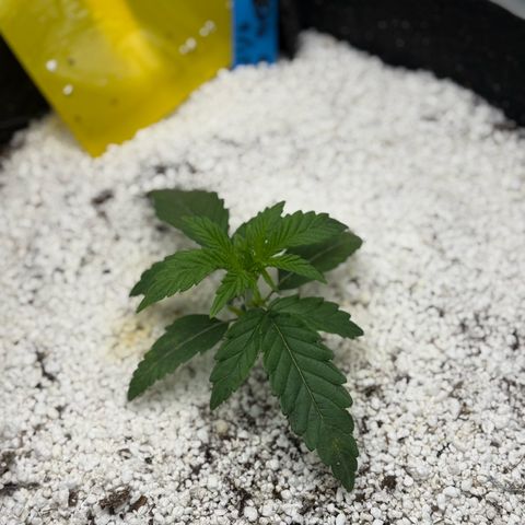 Mephisto Double Grape growlog photo: Two Weeks!