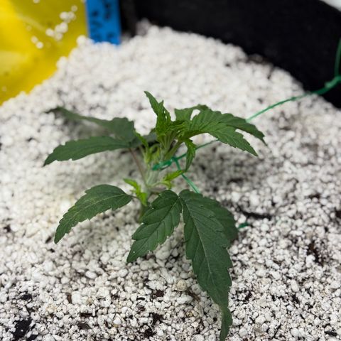 Mephisto Double Grape growlog photo: Day 15