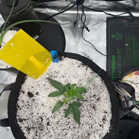 Mephisto Double Grape growlog photo: Day 15
