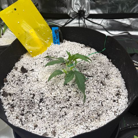 Mephisto Double Grape growlog photo: Day 15