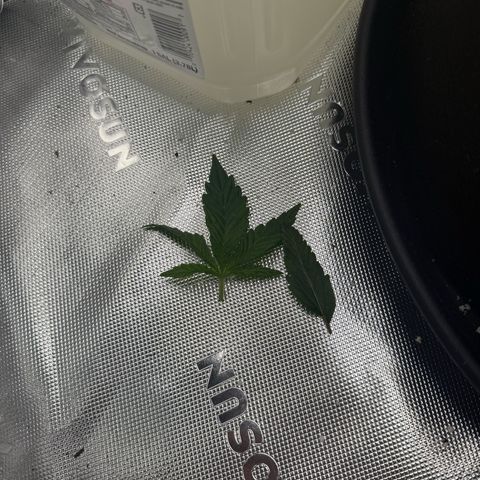 Mephisto Double Grape growlog photo: Day 15