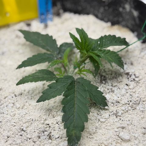 Mephisto Double Grape growlog photo: She recovered! I realized that I should have removed a bud site that is now on the underside of the plant, so I did so this morning. Looking good!