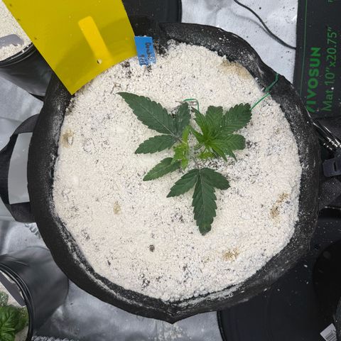 Mephisto Double Grape growlog photo: She recovered! I realized that I should have removed a bud site that is now on the underside of the plant, so I did so this morning. Looking good!