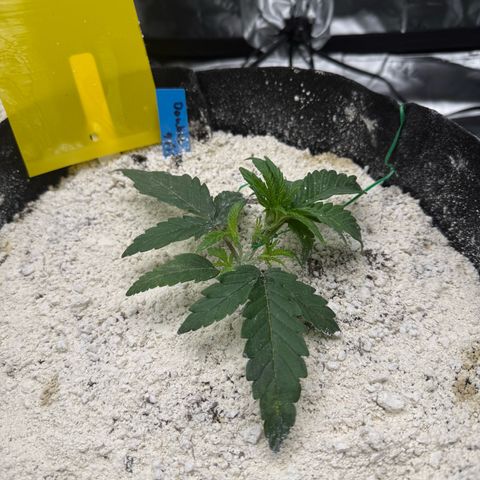 Mephisto Double Grape growlog photo: She recovered! I realized that I should have removed a bud site that is now on the underside of the plant, so I did so this morning. Looking good!