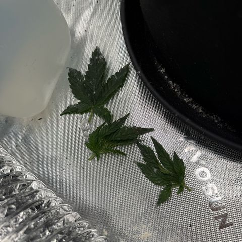 Mephisto Double Grape growlog photo: Day 18
