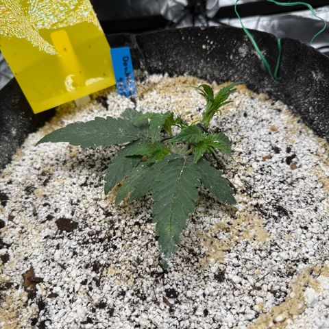 Mephisto Double Grape growlog photo: Day 18