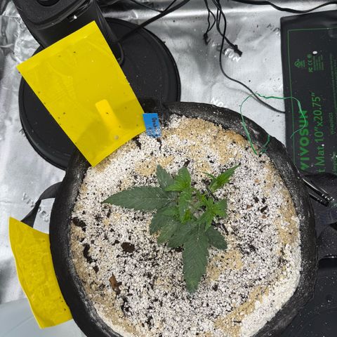 Mephisto Double Grape growlog photo: Day 18
