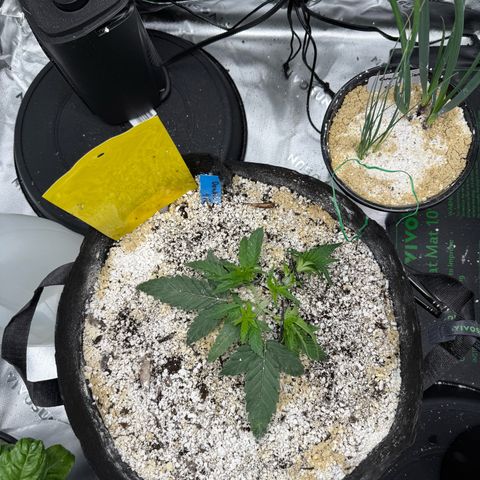 Mephisto Double Grape growlog photo: Day 19