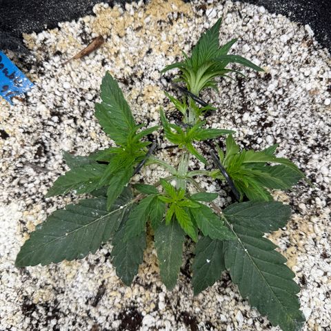 Mephisto Double Grape growlog photo: Day 19