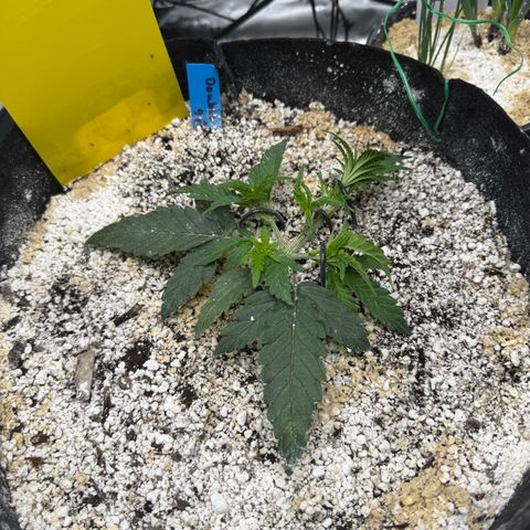 Mephisto Double Grape growlog photo: Day 19