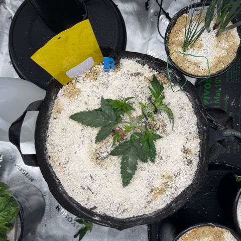 Mephisto Double Grape growlog photo: Day 20