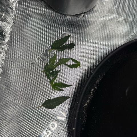 Mephisto Double Grape growlog photo: Day 20