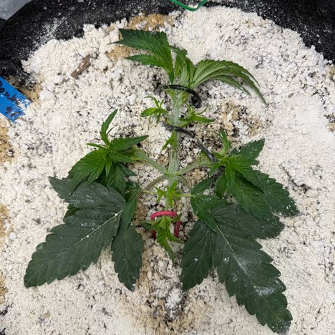 Mephisto Double Grape growlog photo: Day 20
