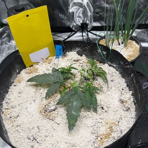 Mephisto Double Grape growlog timeline photo