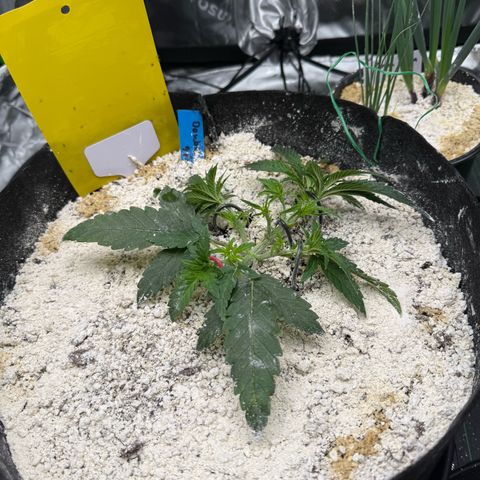 Mephisto Double Grape growlog timeline photo