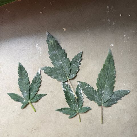 Mephisto Double Grape growlog photo: Day 22