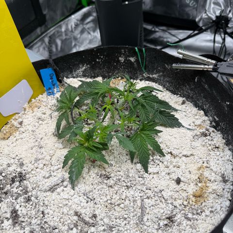Mephisto Double Grape growlog photo: Day 22