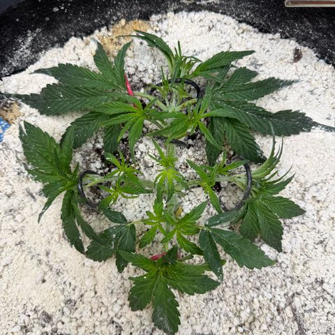 Mephisto Double Grape growlog photo: Day 22