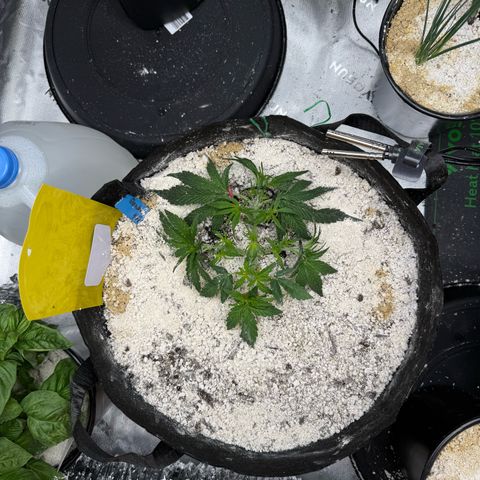 Mephisto Double Grape growlog photo: Day 22