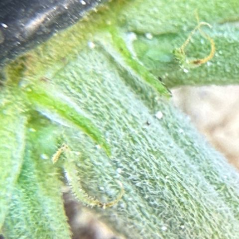 Mephisto Double Grape growlog photo: Day 22
