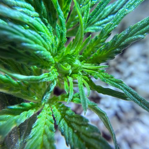 Mephisto Double Grape growlog photo: Day 23