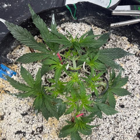 Mephisto Double Grape growlog photo: Day 23