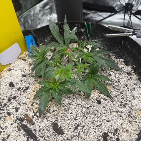 Mephisto Double Grape growlog photo: Day 23