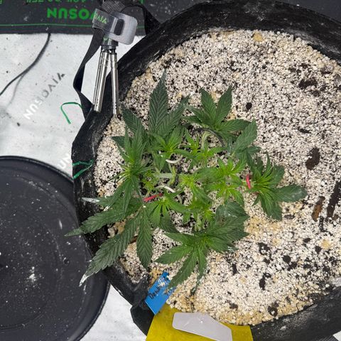 Mephisto Double Grape growlog photo: Day 23