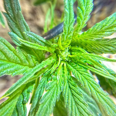 Mephisto Double Grape growlog photo: Day 25