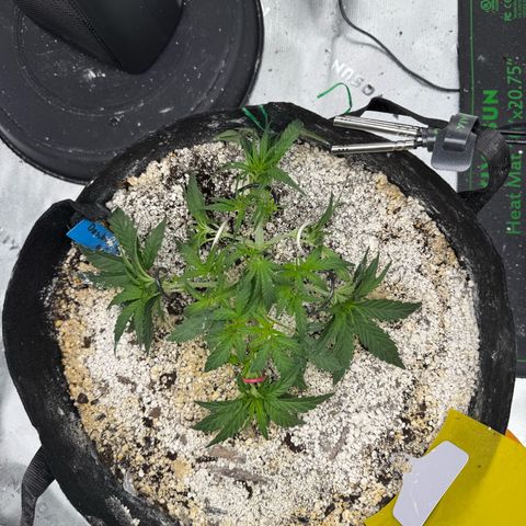 Mephisto Double Grape growlog photo: Day 25