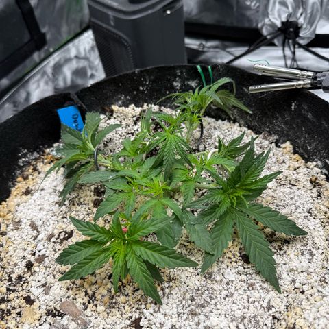 Mephisto Double Grape growlog photo: Day 25