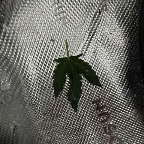 Mephisto Double Grape growlog photo: Day 25