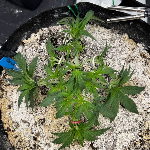 Mephisto Double Grape growlog photo: Day 25