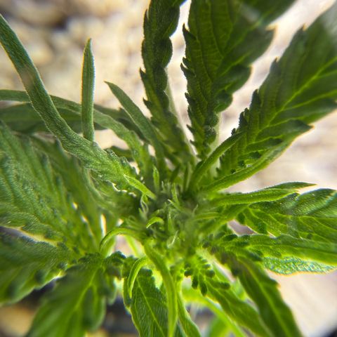 Mephisto Double Grape growlog photo: Day 26