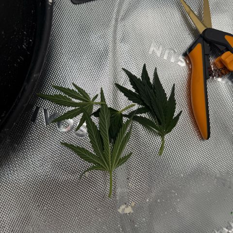 Mephisto Double Grape growlog photo: Day 26