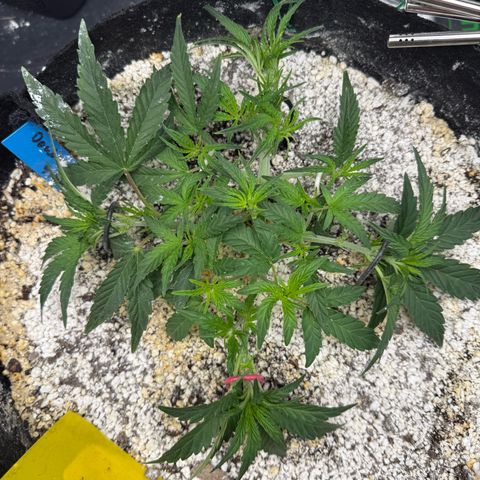 Mephisto Double Grape growlog photo: Day 26