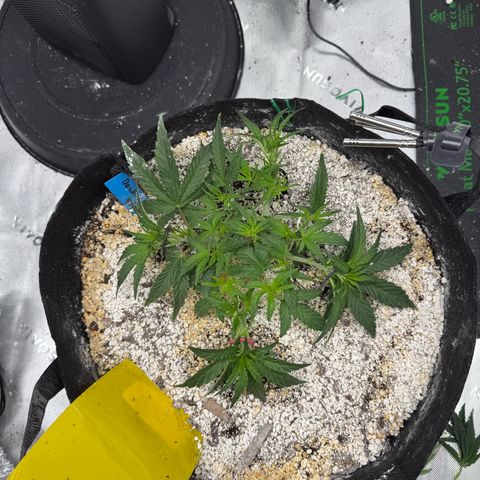 Mephisto Double Grape growlog photo: Day 26