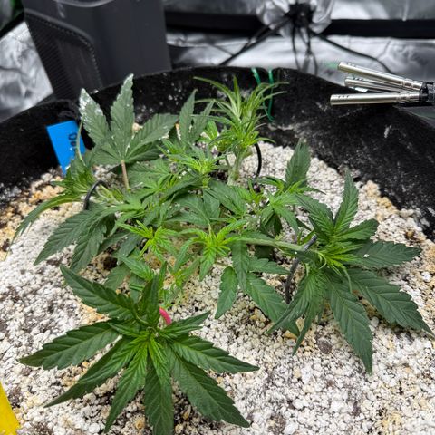 Mephisto Double Grape growlog photo: Day 26