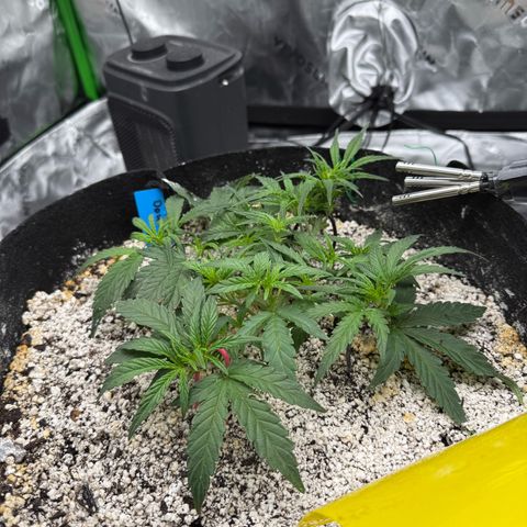 Mephisto Double Grape growlog photo: Day 27