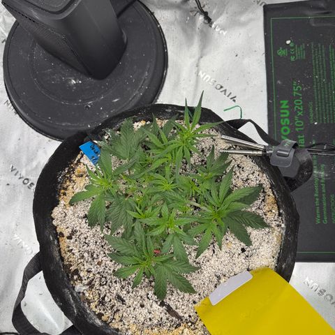 Mephisto Double Grape growlog photo: Day 27