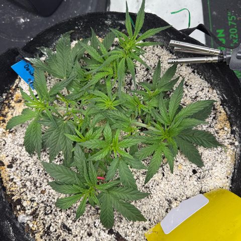 Mephisto Double Grape growlog photo: Day 27